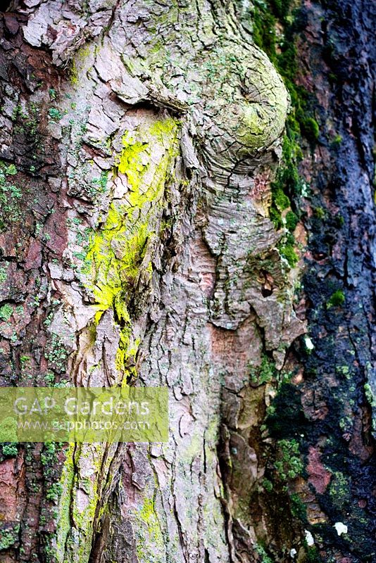Close up of lichen on Oak tree 