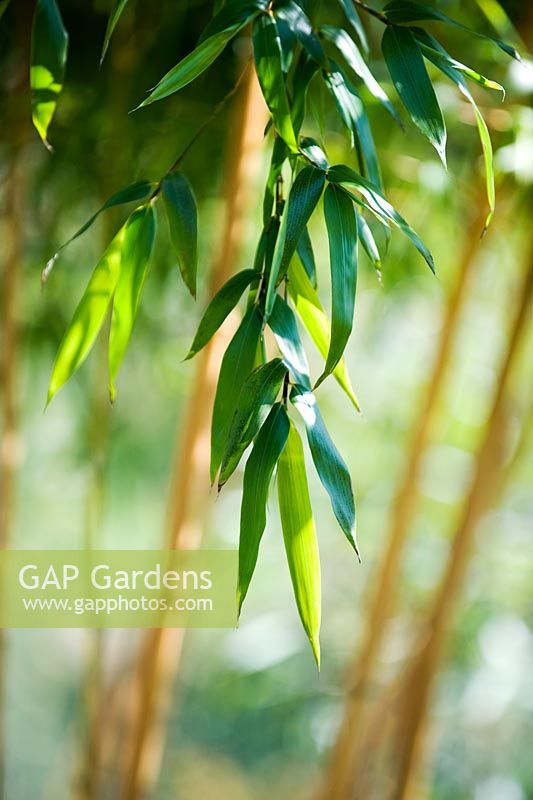 Phyllostachys 'Vivax Aureocaulis' 