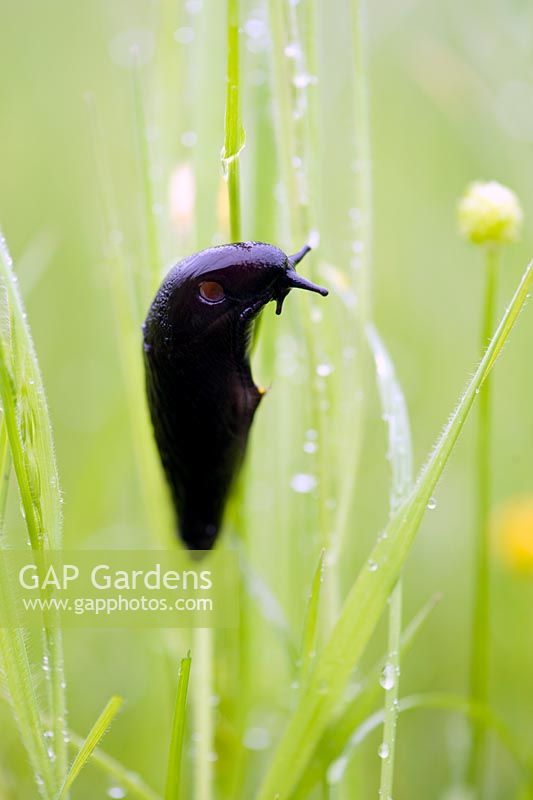 Slug climbing up a grass stem