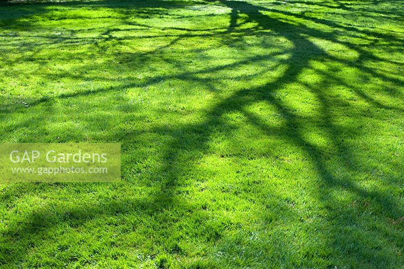 Tree shadow on grass