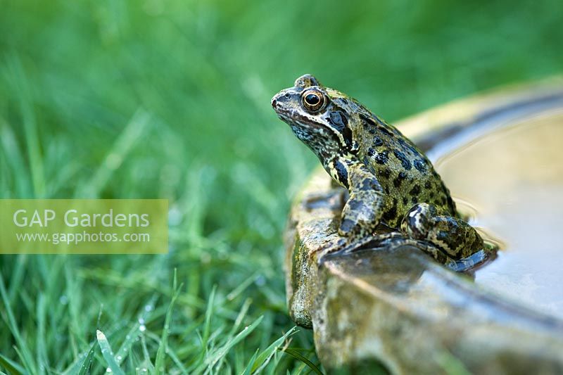 Rana temporaria - Common Garden Frog sitting in water bath 