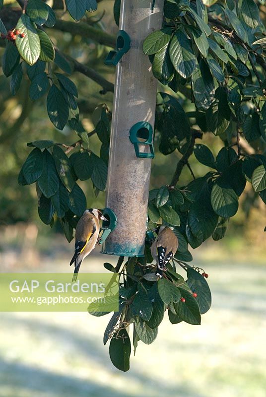 Goldfinch taking seeds from a garden feeder hanging in a Cotoneaser shrub