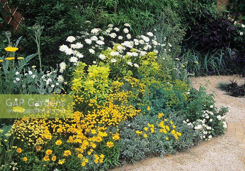 Santolina, Corylopsis, Leucanthemum and Chrysanthemeum in Feng Shui garden