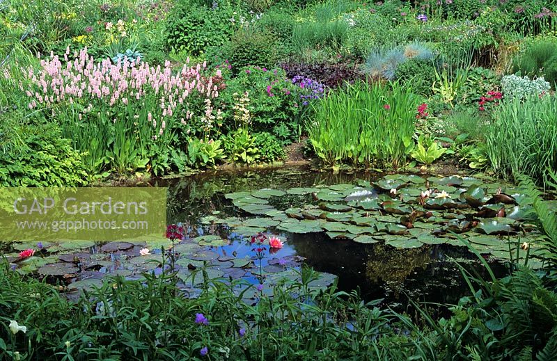 Garden Pond with mixed planting - Glen Chantry, Essex