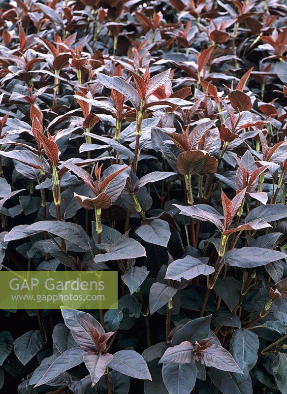 Lysimachia ciliata 'Fire cracker' - Purple leaves Loosestrife