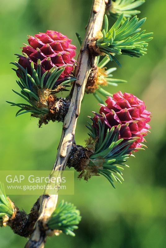 Larix decidua - Larch