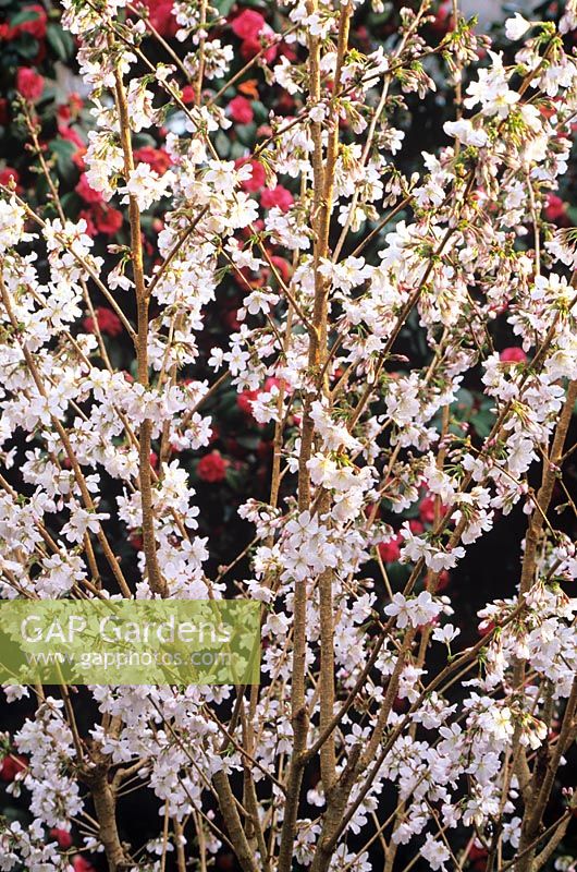 Prunus Nipponica var. Kurilensis 'Brilliant' - Japanese Alpine Cherry 