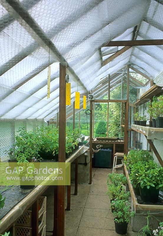 Greenhouse interior with bubble wrap for shading and insect traps