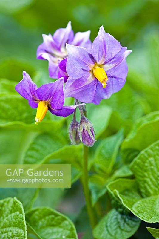 Solanum tuberosum 'Kestrel' - Flowering Potato plant