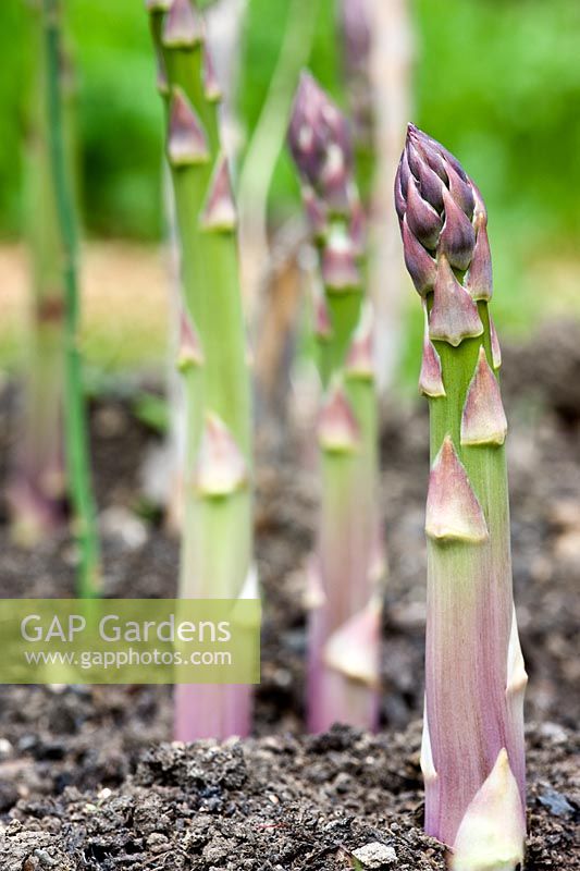 Asparagus bed 