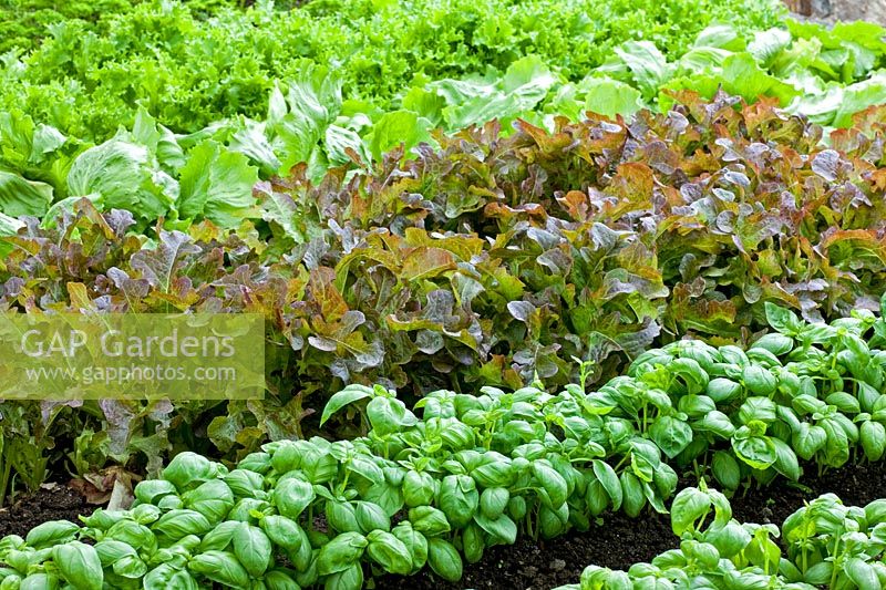 Planting of Basil, Lettuce 'Amorix', Lettuce 'Dublin' and Lettuce 'Can can'