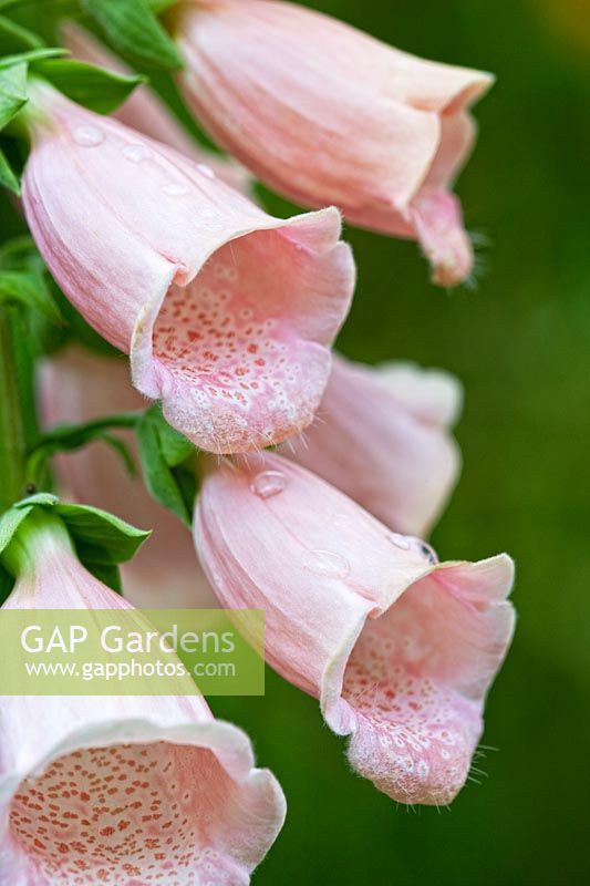 Digitalis purpurea 'Sutton's Apricot' 