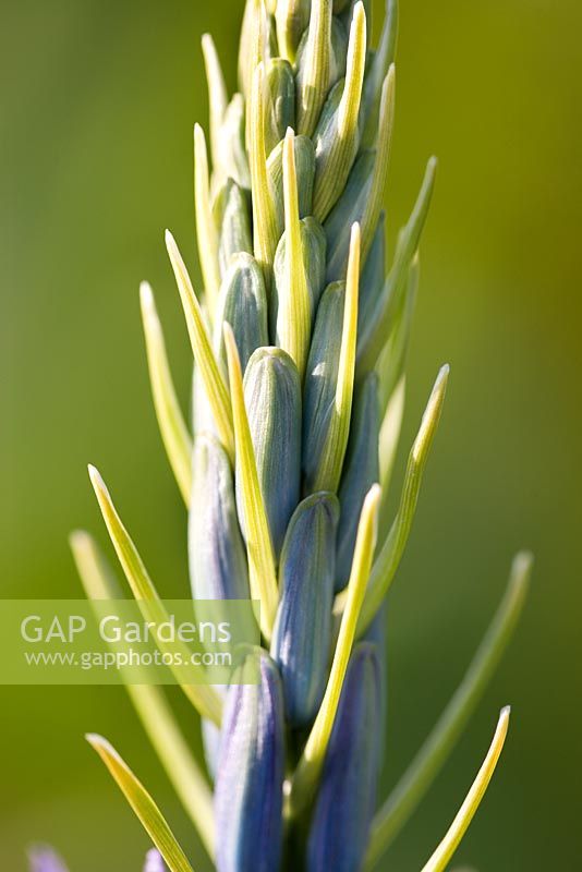 Camassia leichtlinii - Quamash