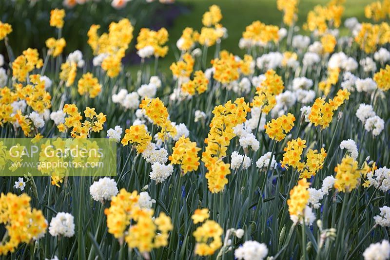 Narcissus 'Erlicheer' - white dffodils and Narcissus 'Soleil d'Or' - yellow daffodils 