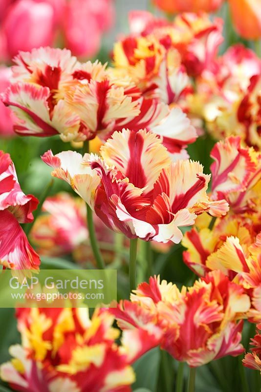 Tulipa 'Flaming Parrot'