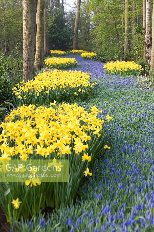A 'river' of Muscari armeniacum and Narcissus 'Peeping Tom'