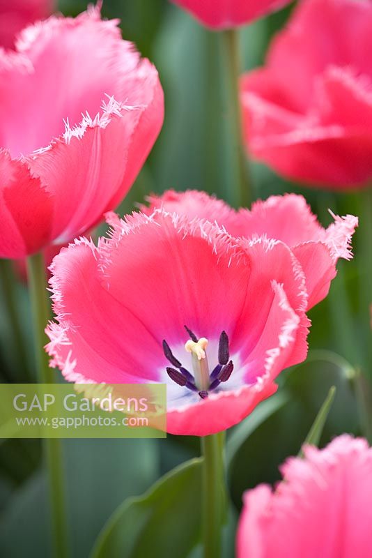 Tulipa - Fringed tulips