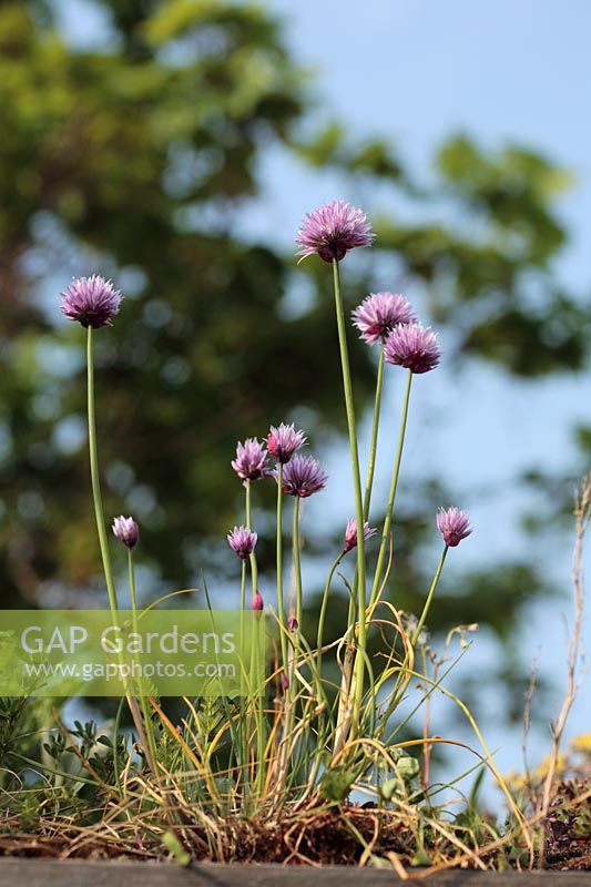 Allium schoenprasum - Chives flowering in thriving in dry conditions on shed roof