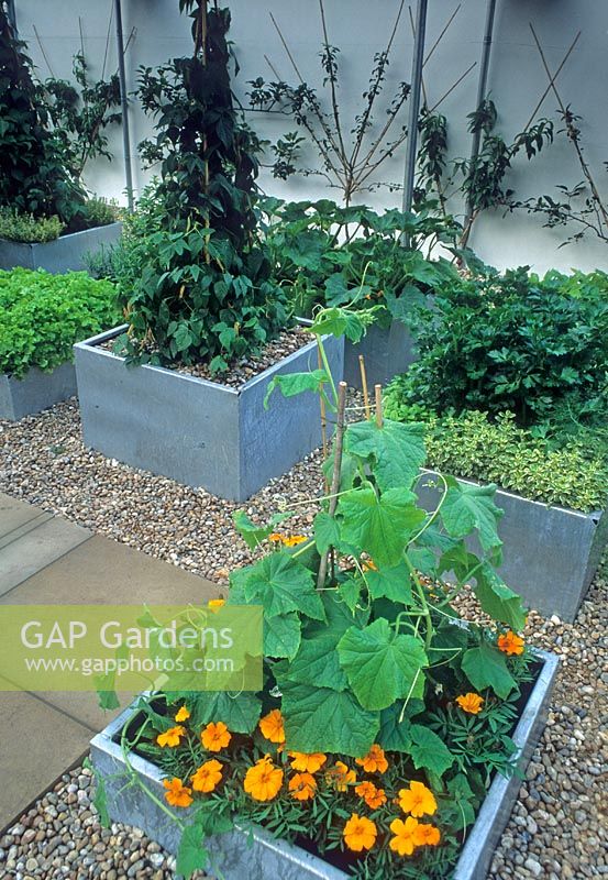 Fruit, herbs and vegetables in metalic containers in The Chef's Roof Garden at RHS Chelsea 1999