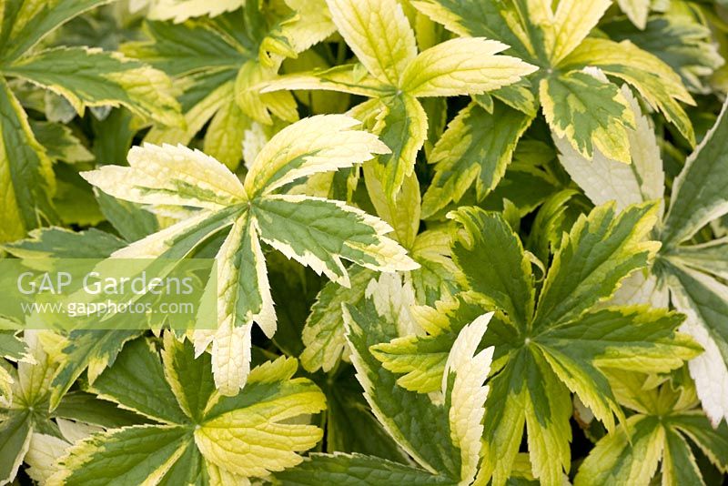 Astrantia major 'Sunningdale Variegated'