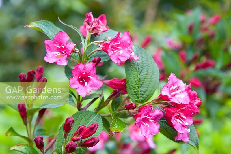 Weigela 'Bristol Ruby'