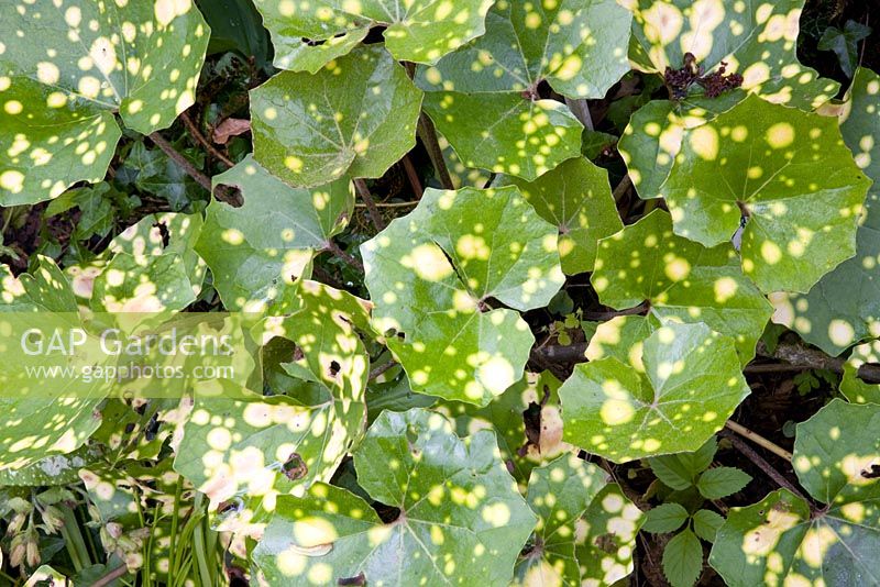 Farfugium japonicum 'Aureomaculatum'