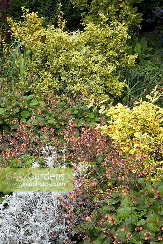 Golden variegated Euonymus and apricot Geum at Dewstow Hidden Gardens and Grottos