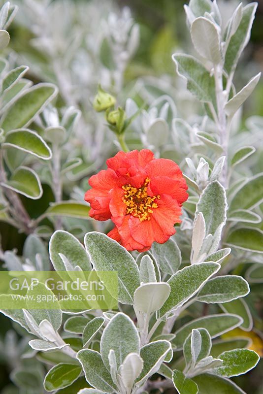 Scarlet Geum growing amongst silvery foliage at Dewstow Hidden Gardens and Grottos