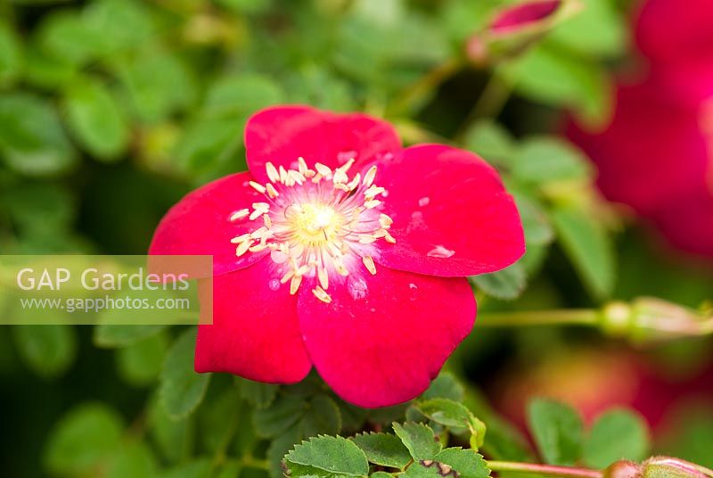 Rosa 'Single Cherry' - Pimpinellifolia