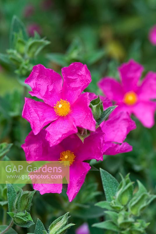 Cistus x pulverulentus 'Sunset'