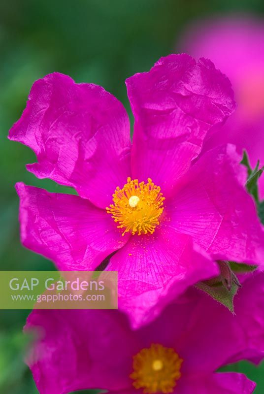 Cistus x pulverulentus 'Sunset'