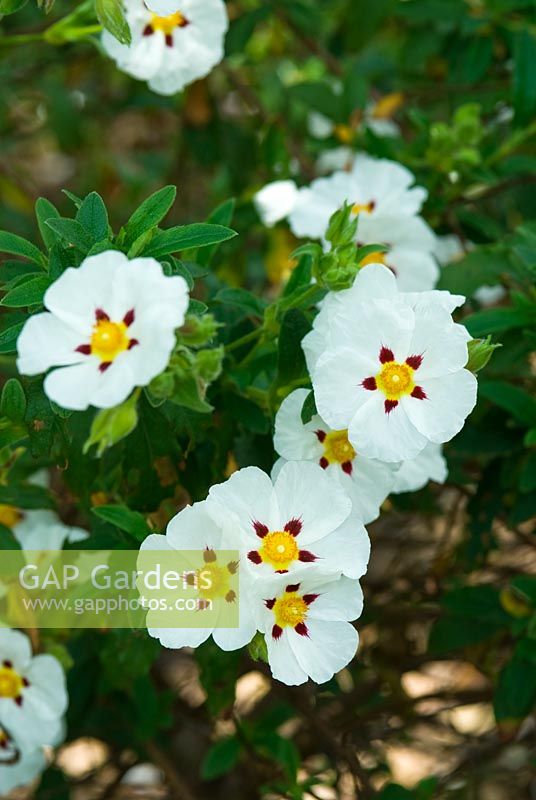 Cistus 'Ann Baker'