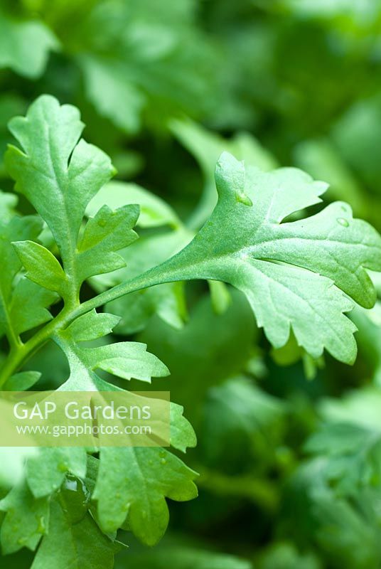 Lepidium sativum - Greek Cress