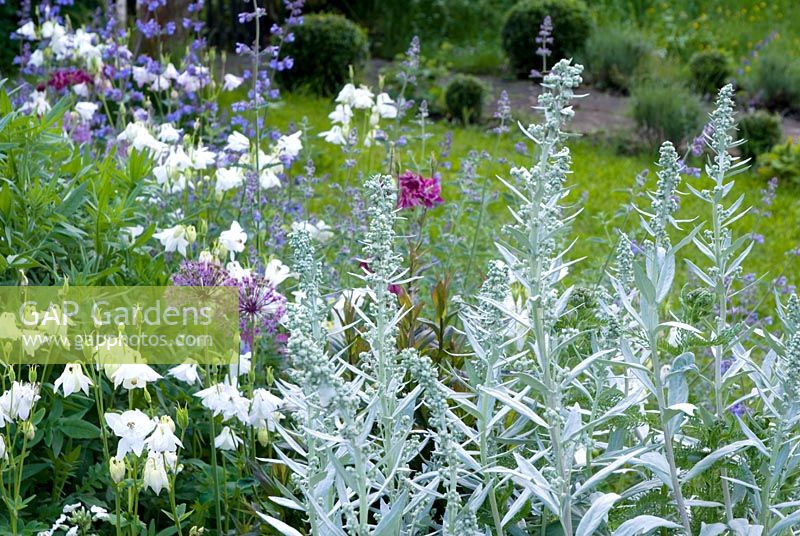 Silver and white border with Artemisia ludoviciana 'Valerie Finnis' and Aquilegia vulgaris 'Alba', Nepeta and Alliums at dusk