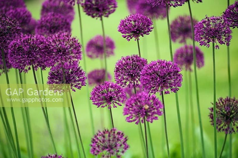 Allium 'Purple Sensation' at RHS Gardens Wisley