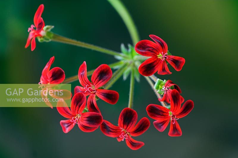 Pelargonium 'Ardens'