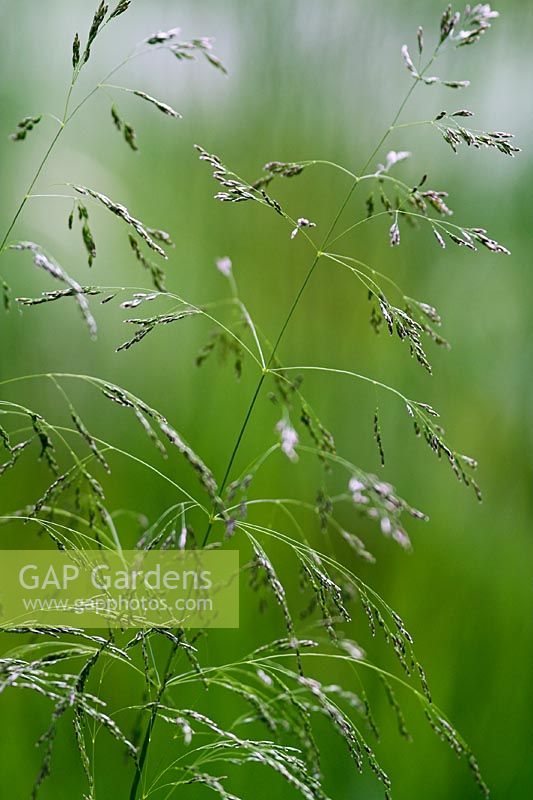 Deschampsia cespitosa in July