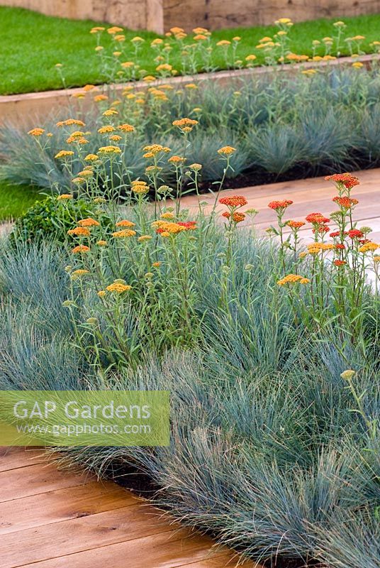 Achillea Terracotta and Festuca glauca 'Elijah Blue' planted in beds between wooden decking in Daily Mail Kitchen Garden, Cedar Nursery - RHS Hampton Court Flower Show 2008