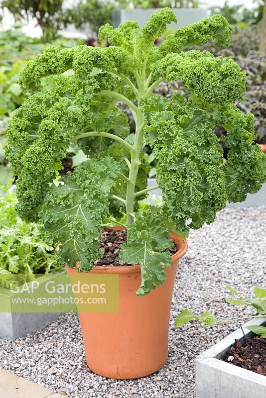 'Growing tastes Kitchen Garden' - RHS Hampton Court Flower Show 2008