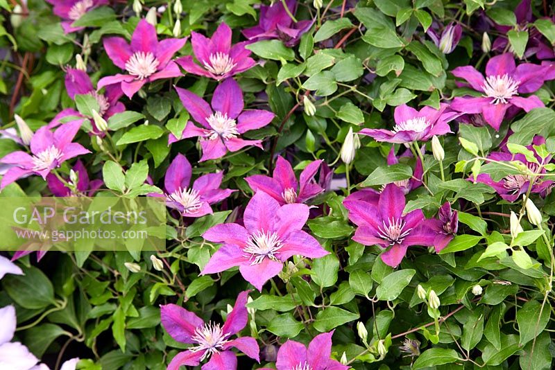 Clematis 'Picardy' 