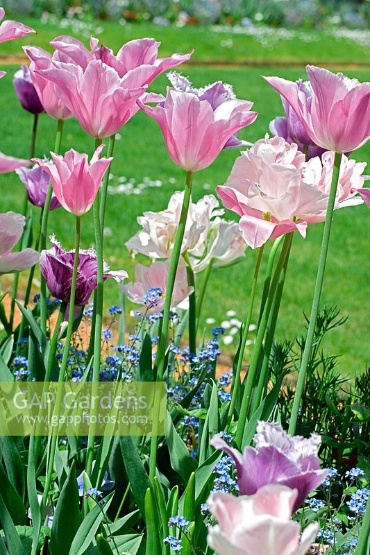 Tulipa 'Fleurs de Lys'