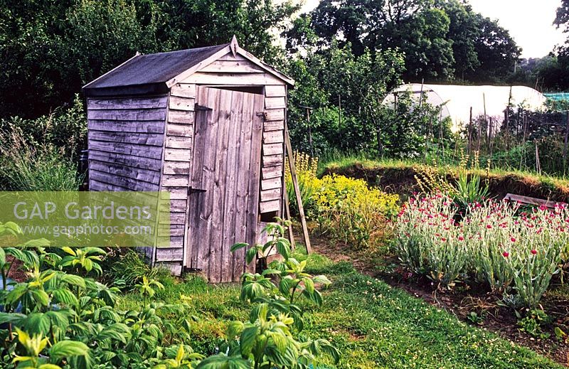 Rickety old wooden shed in local allotments 
Passfield, Hampshire
