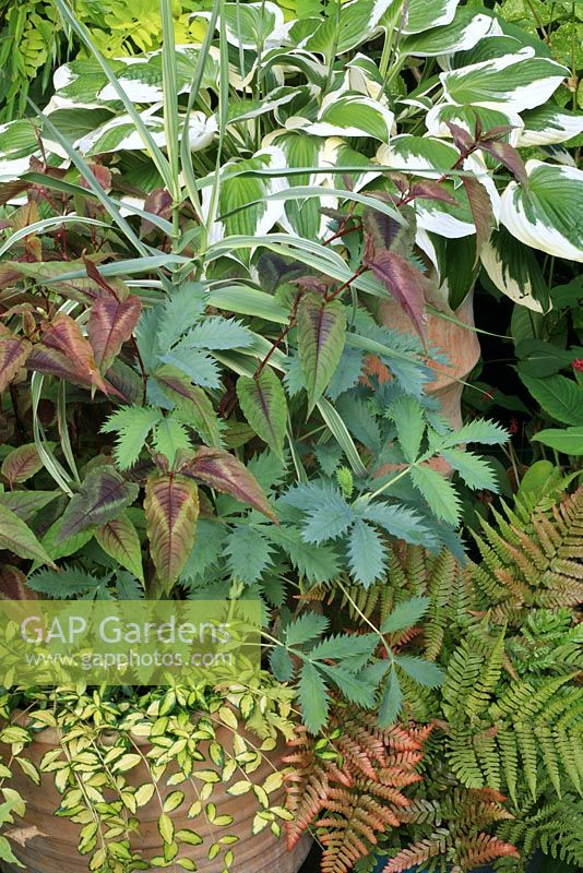 Bold foliage contrasts in tall terracotta pots. Hosta 'Patriot' in the rear with Arundo donax 'Variegata', Persicaria microcephala 'Red Dragon', Melianthus majus and Vinca 'Illumination' as an edging. 