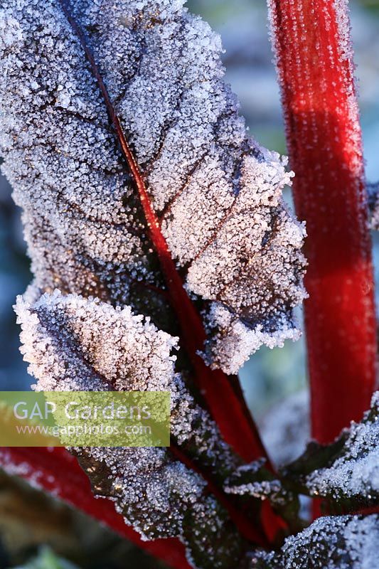 Beta vulgaris - Overwintering rhubarb Chard decorated with hoar frost