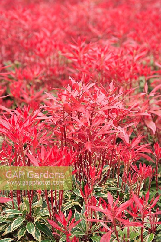 Pieris japonica 'Carnaval' at Hillier Nursery, Ampfield, Hampshire