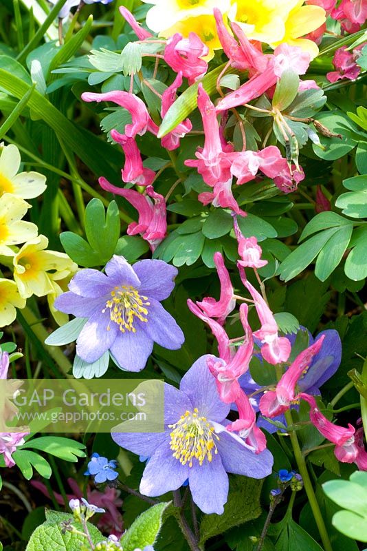 Omphalodes verna, Anemone nemorosa and Corydalis solida 