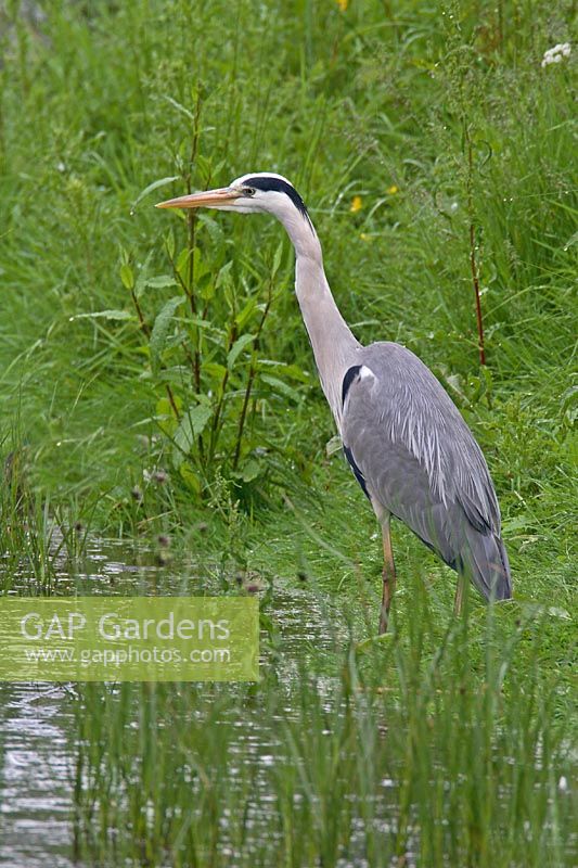 Ardea cinerea - Heron standing at waters edge, North Wales 