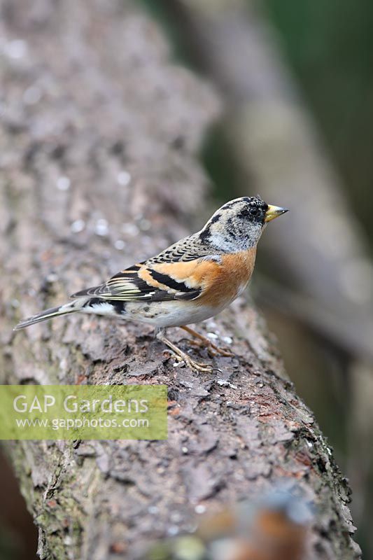 Brambling - Male perching on log, Norfolk 