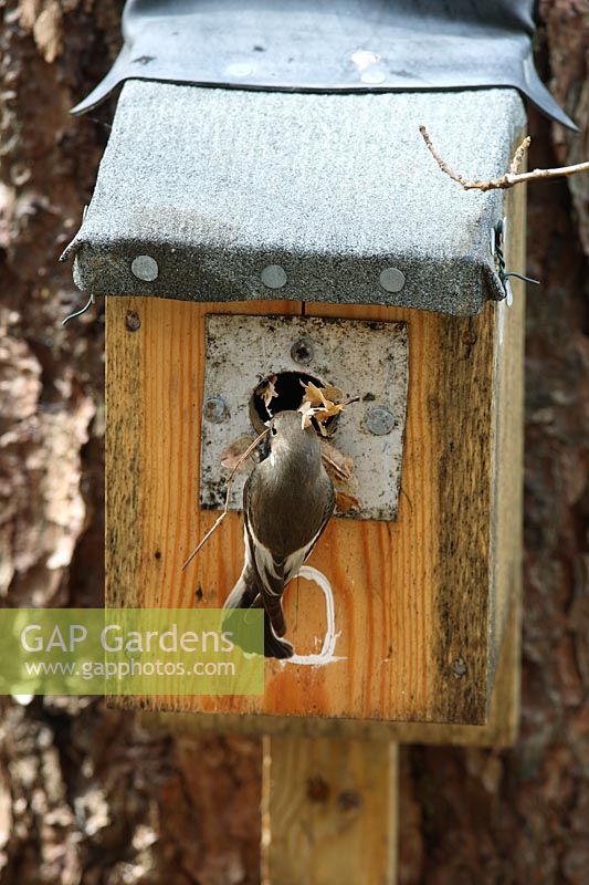 Ficedula hypoleuca - Female pied flycatcher taking nest material to nest box