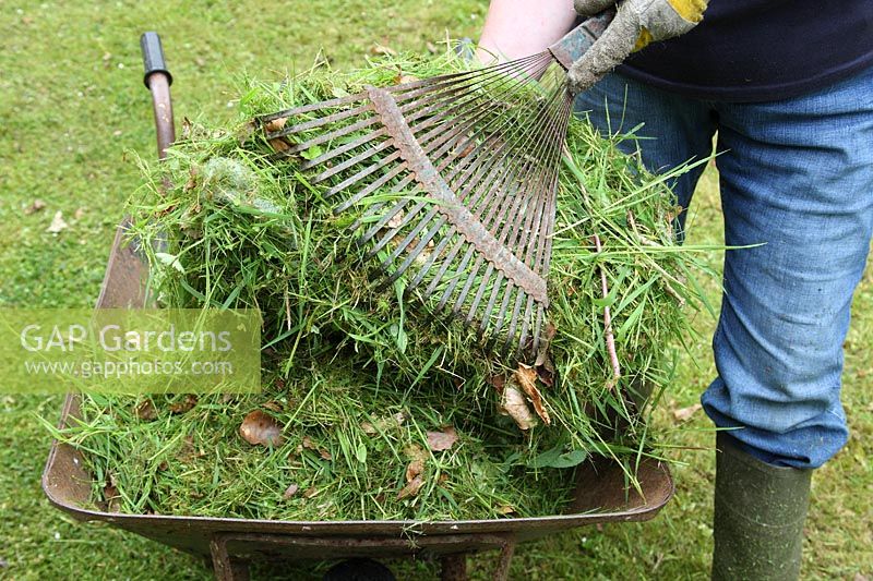 Using a lawn rake to put grass clippings into a wheelbarrow